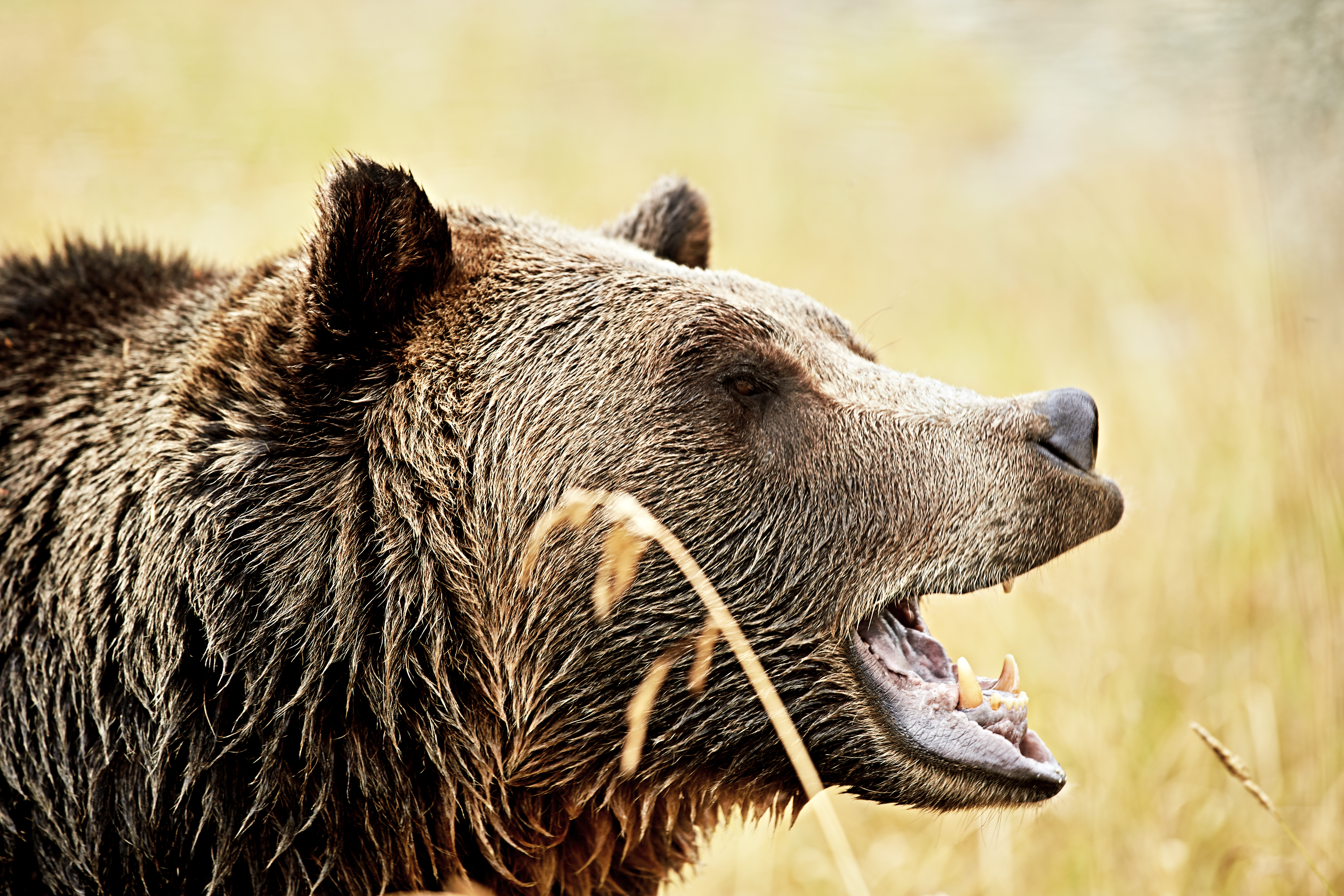 Using machine learning to target threats