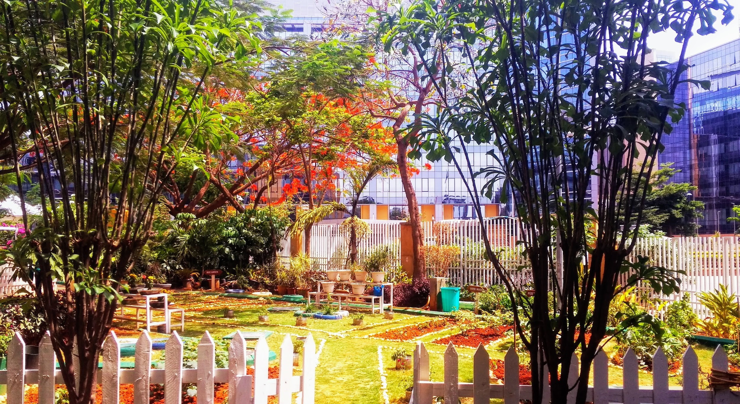 The Cisco community garden beams with light on a beautiful sunny day in Bangalore.