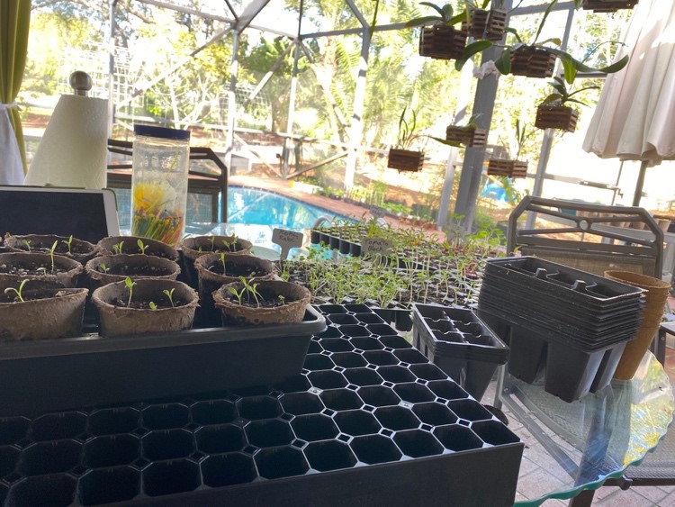 Photo of containers for garden seeds.