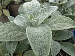 Photo of lamb's ear plant.