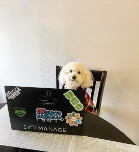 Snow, a little white pup, sits at a laptop.