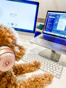 A furry mini goldendoodle sits at a desk with laptop in front of him and a headset on.