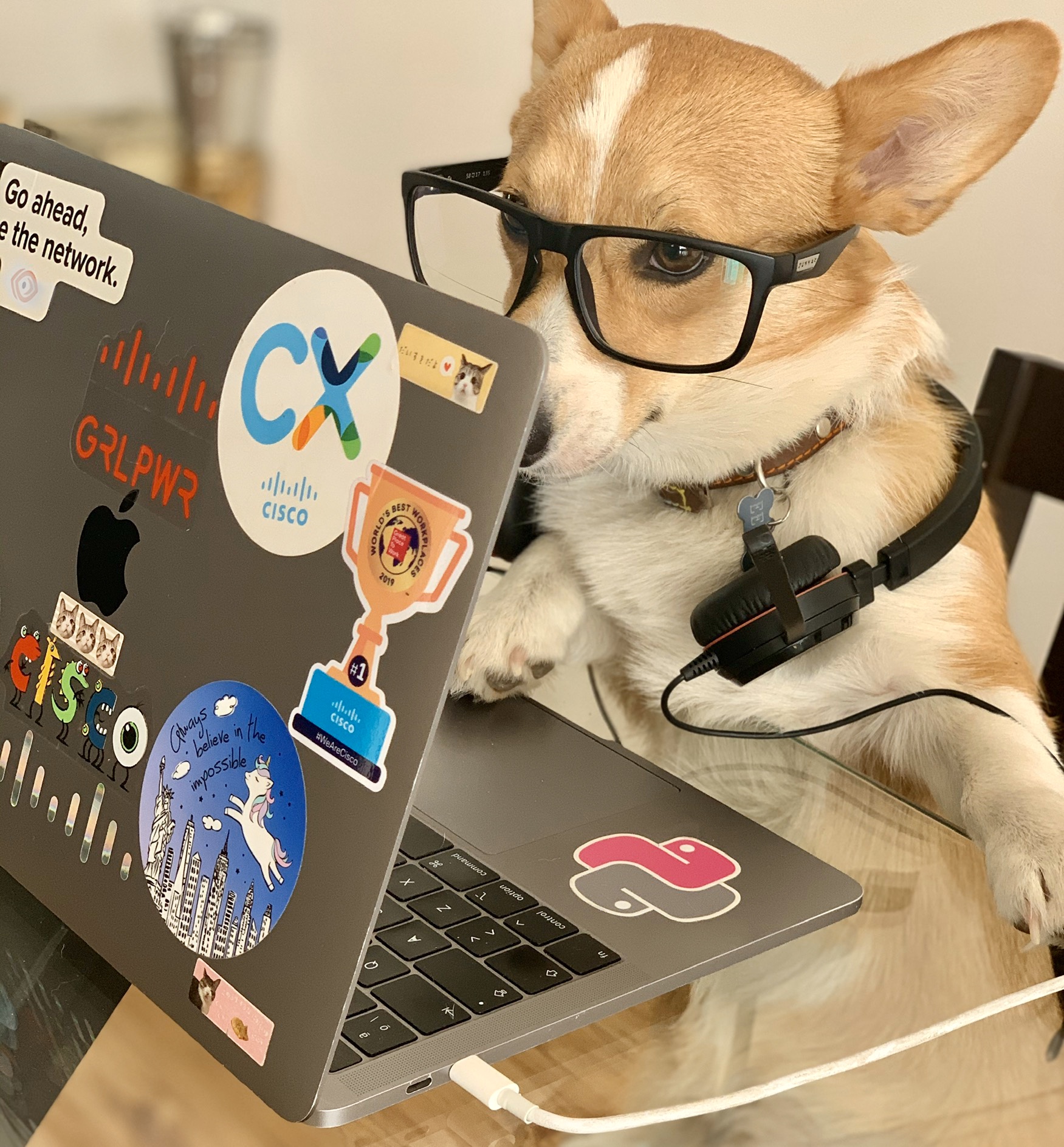 Cisco Pet wearing glasses behind laptop.