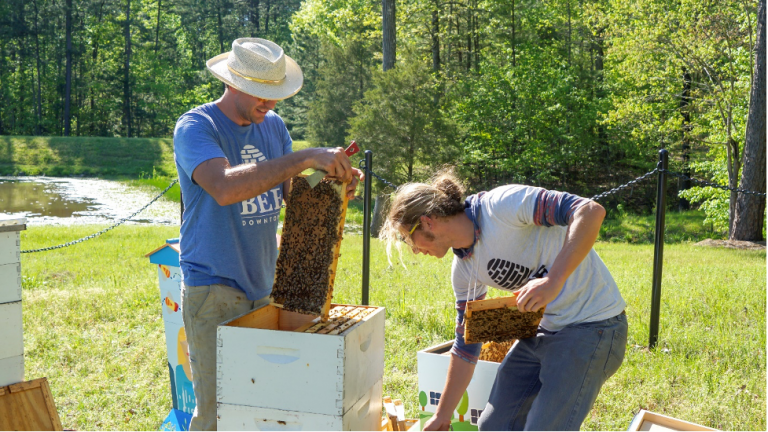 Beekeepers inspect the Cisco beehives
