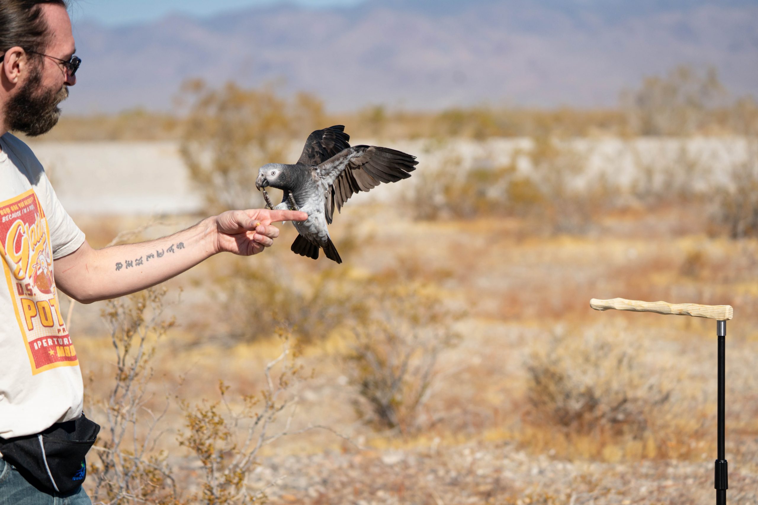 Bird flying from post into George's hand.