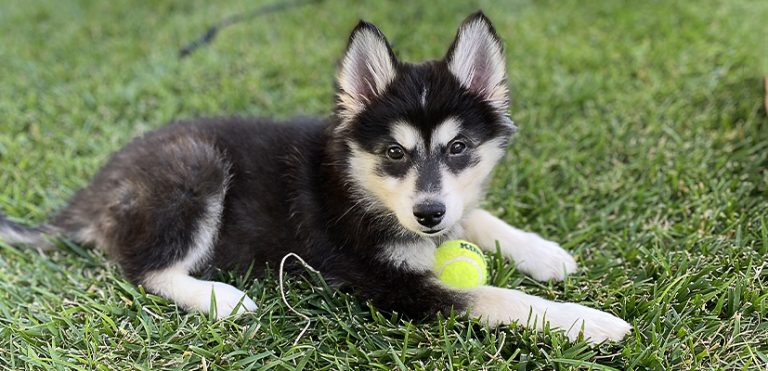 A photo of a puppy with a ball
