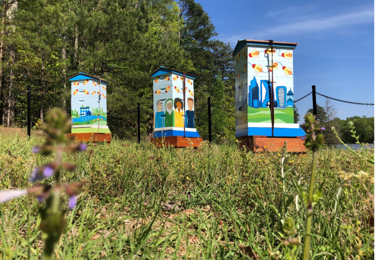 Cisco’s artful, hand-painted hive boxes in the sunshine.