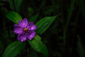 Purple flower with water droplets