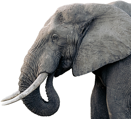 The Rise of the Enterprise Developer