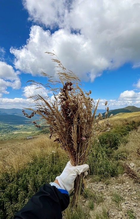 Gloved hand holding plants with blue sky and mountains in background