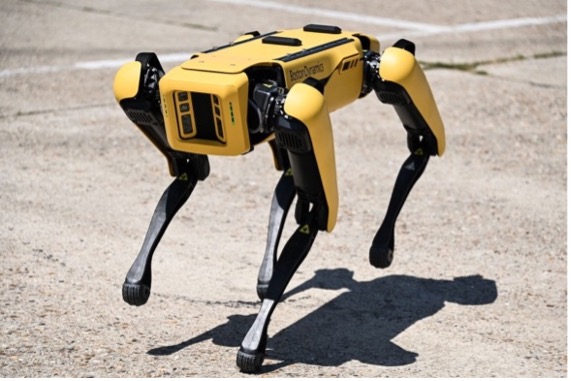 robot dog