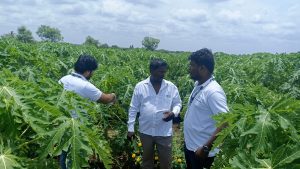 Farmers standing in a green field.