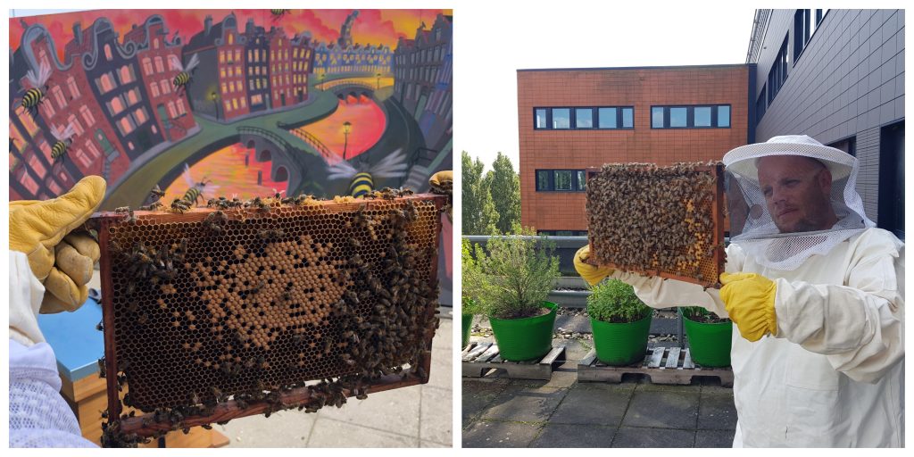 Two images side by side, one of a hive frame, and another of a person holding the bee frame in protective gear