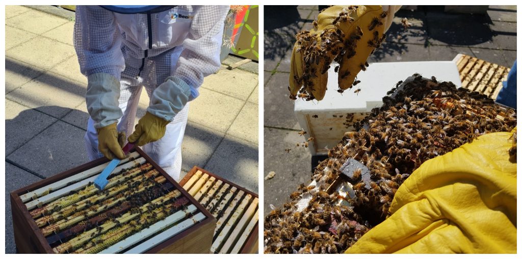 Two photos of a beekeeper opening up a hive and a closeup of the hive