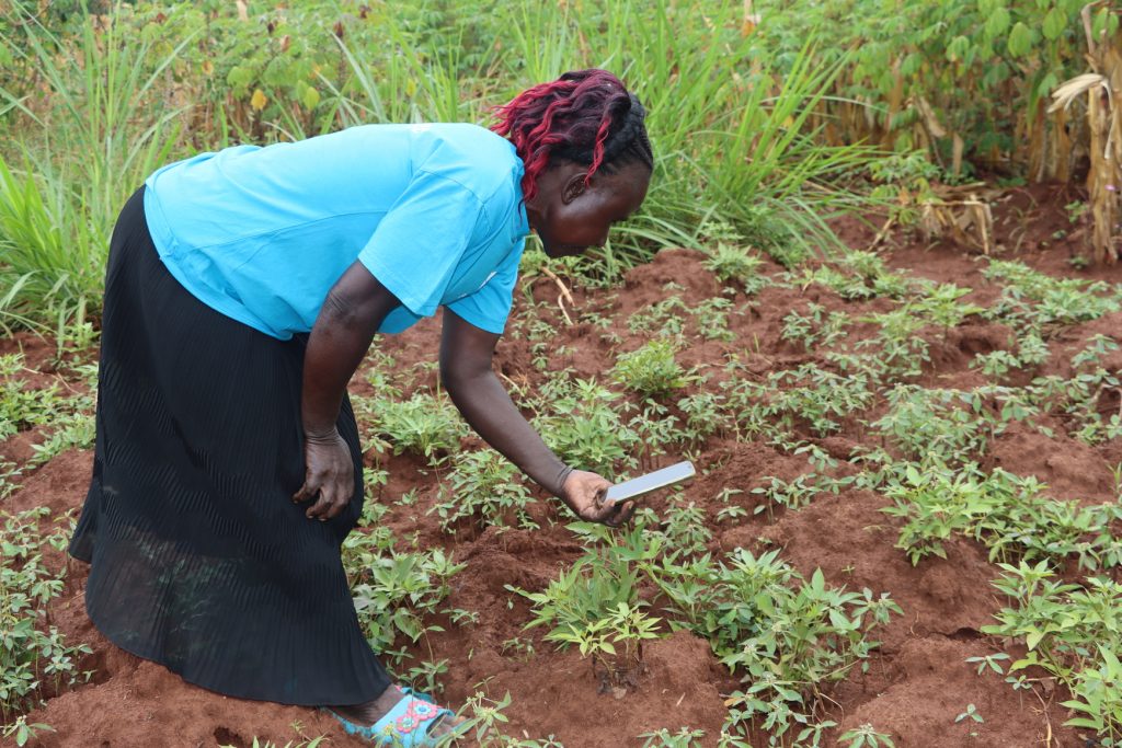 A farmer inspecting her plants