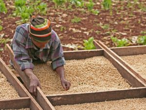 Farmer checking his product by hand