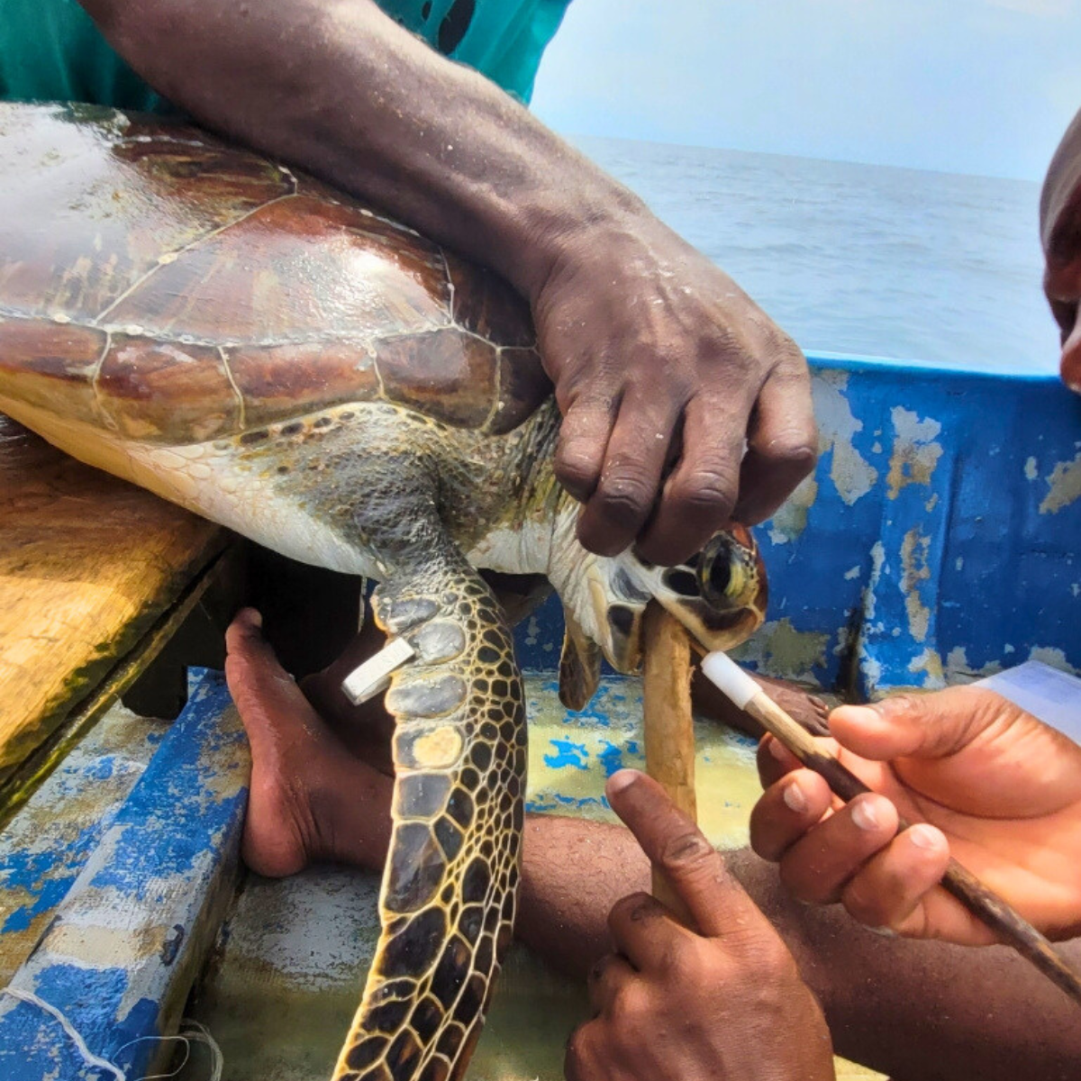 Turtle being inspected.