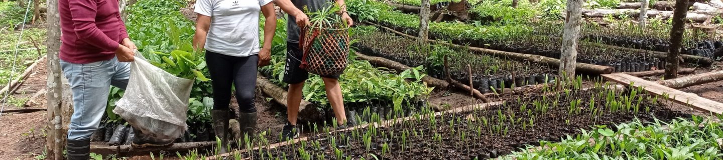 Shuar Community members of Tunants plant young saplings into the wild