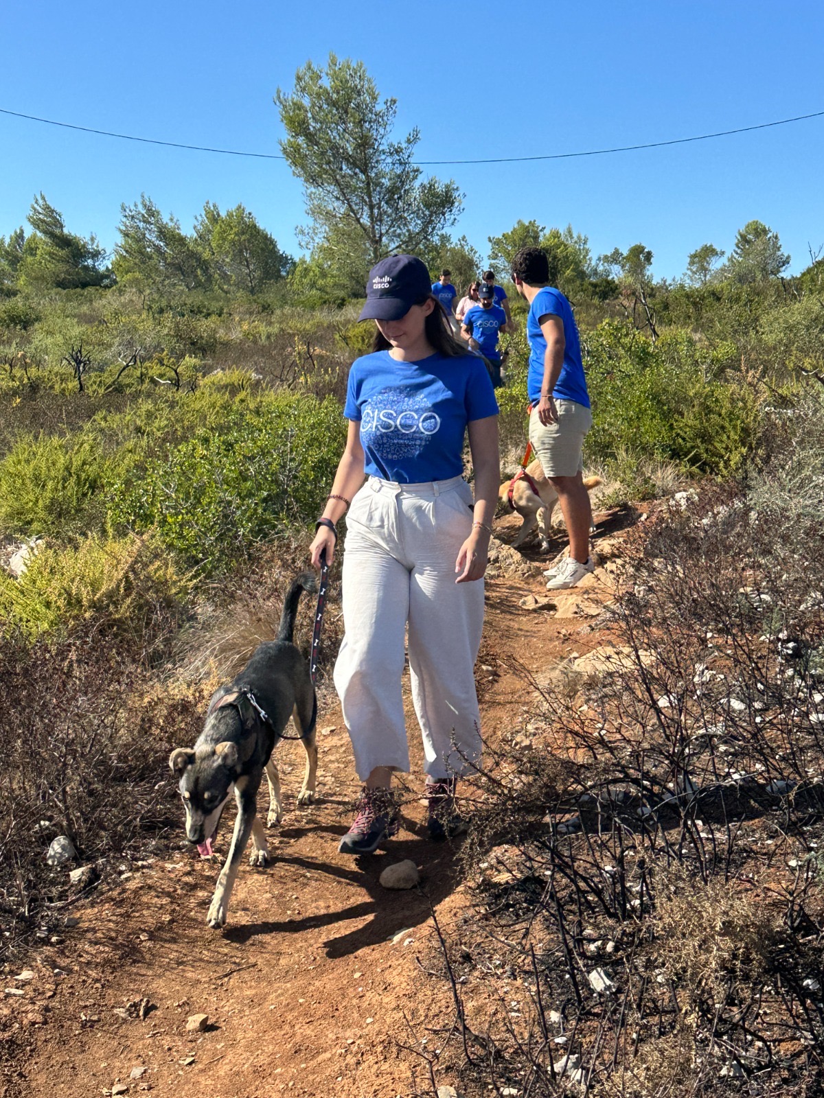 Person outdoors walking a dog and wearing a "Cisco" t-shirt.