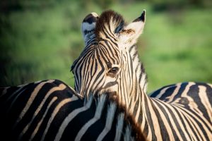 Photo by Magda Ehlers: Close up photo of zebra