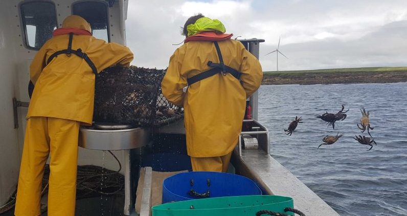 Brown Crabs being thrown back to harvest in the future