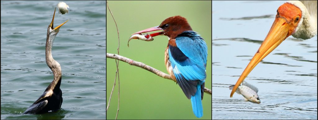 A collage of colorful bird photography.