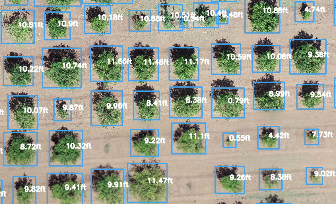 AI analyzed photo of green trees.