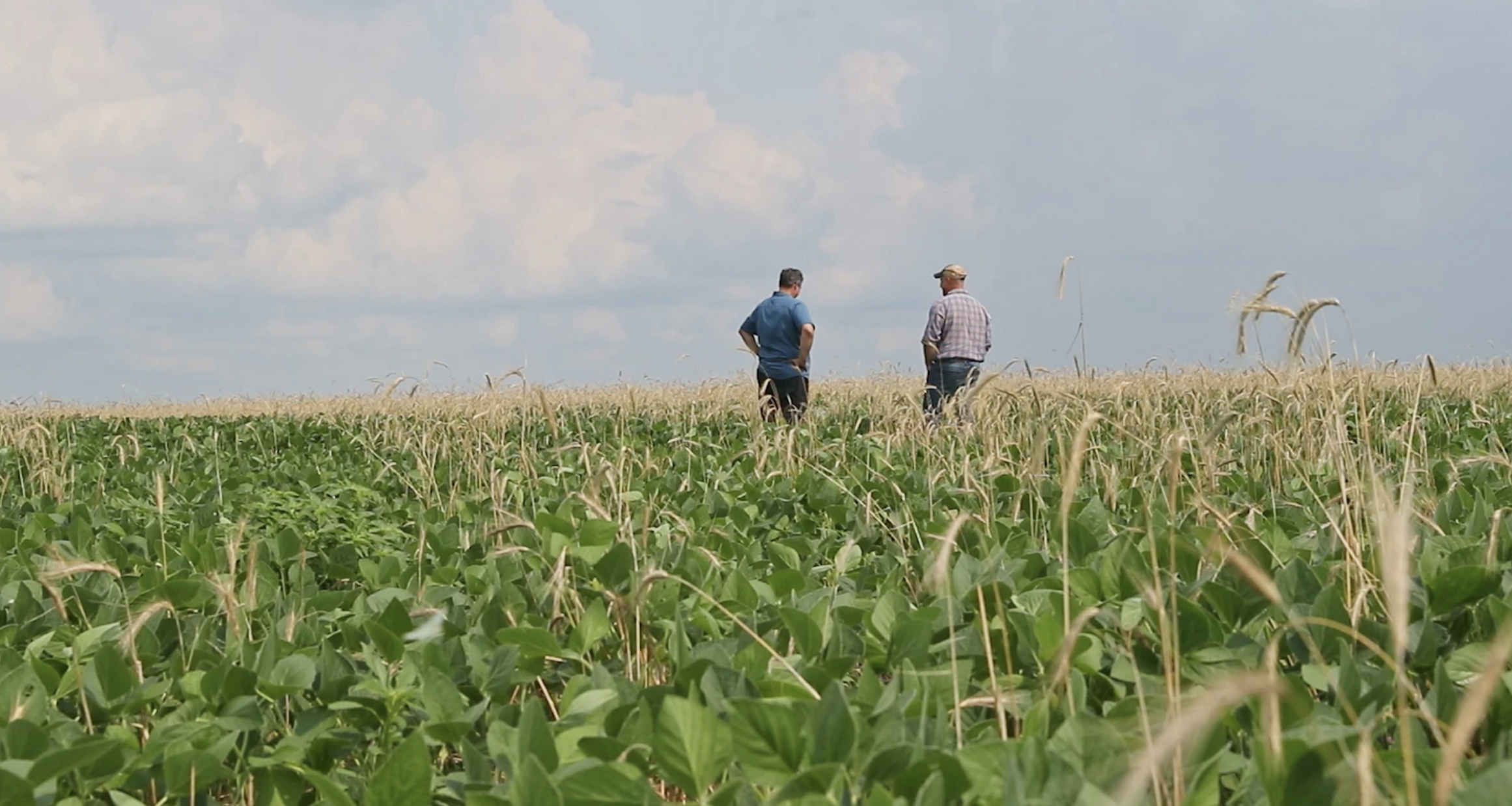 Two farmers standing in a corn field.