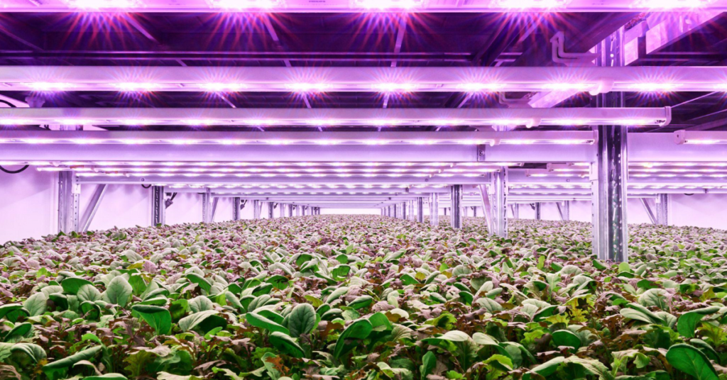 Planet Farms indoor vertical farming