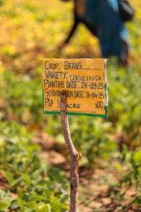 A yellow sign in a field indicates "CROP: BEANS, VARIETY: UKULINGA, PLANTING DATE: 24-03-25, GERMINATION DATE: 01-04-25, PLA 1/2 ACRE.