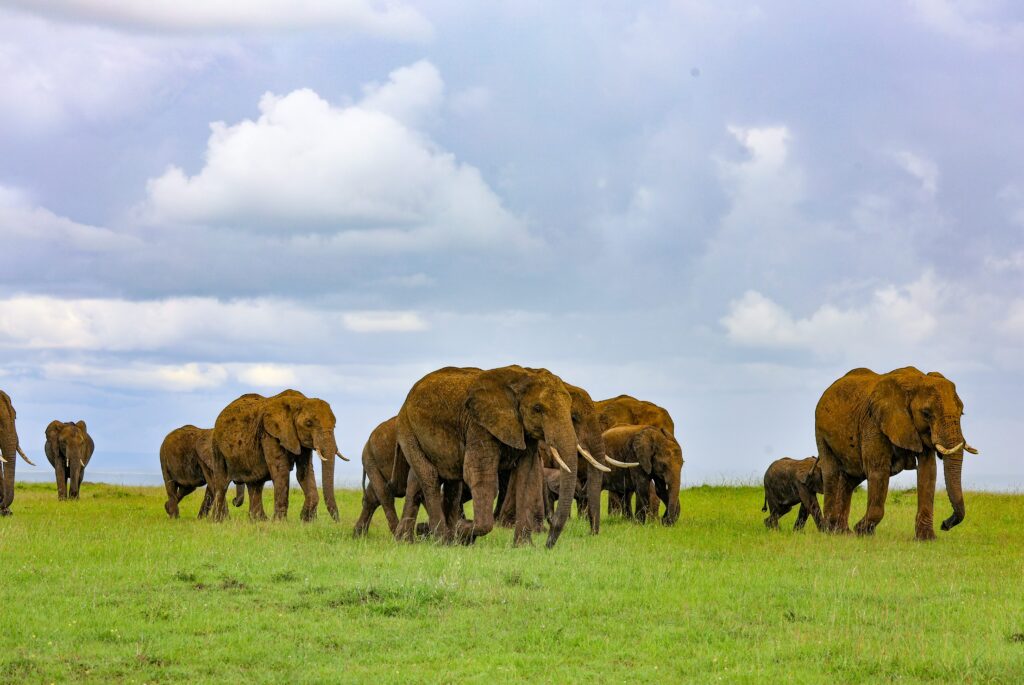 Image of elephants walking across a field 