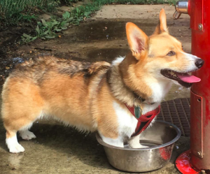 Corgi standing in water dish.