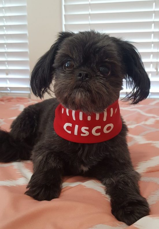 Furry Coworkers Runner Up