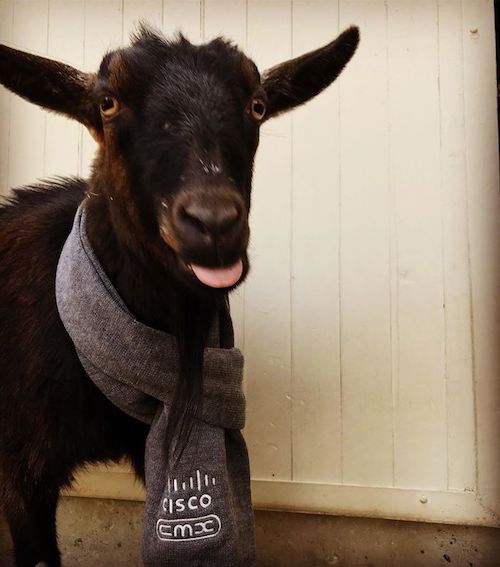 Furry Coworkers Winner