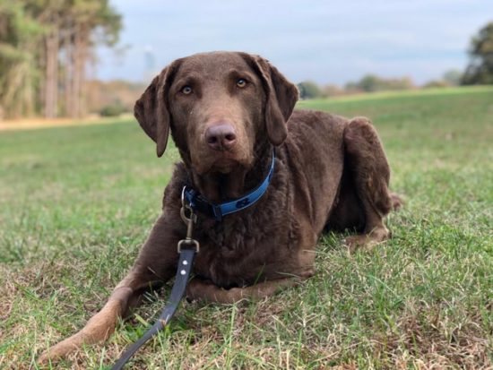 Gergely's dog, Harley (Chesapeake Bay Retriever) looks at the camera.