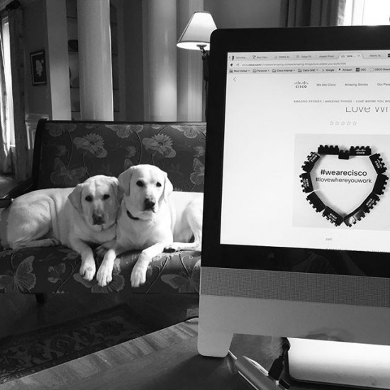 Labs love where they work